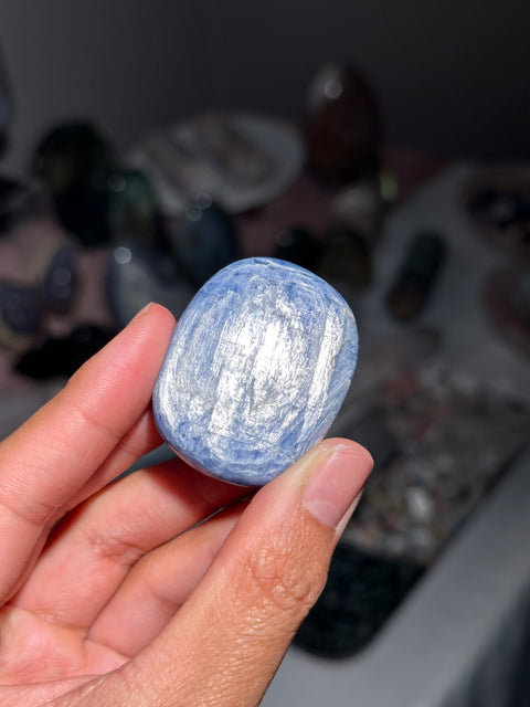 Mini Kyranite Palm - 27