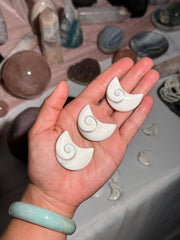 Shiva Eye Shell - 10