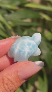 Top Quality Larimar Turtle - (F)