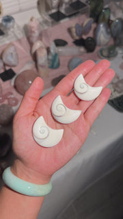 Shiva Eye Shell - 10