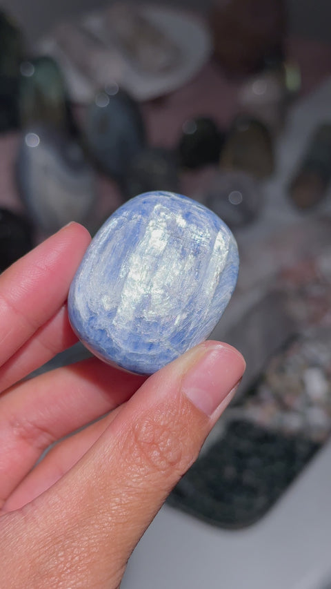 Mini Kyranite Palm - 27